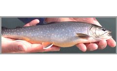 Azienda - Sparctic Brook Trout