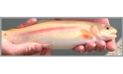 Azienda - Golden Trout