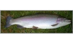 Azienda - Rainbow Trout Eggs