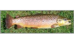 Azienda - Brown Trout Eggs