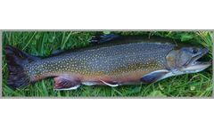 Azienda - Brook Trout Eggs
