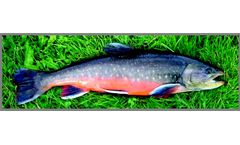 Azienda - Sparctc Trout Eggs