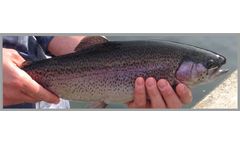 Azienda - Rainbow Trout