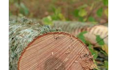 Forest Management Solutions for Conservation forestry