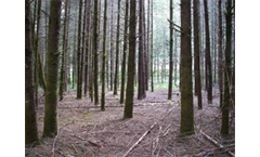 Timber Cruising and Forest Inventory Services