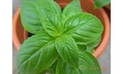 Green Seeds Co., Ltd - Basil Grand Vert