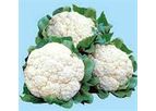 Green Seeds Co., Ltd - CAULIFLOWER F1 G45