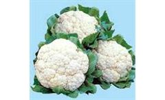 Green Seeds Co., Ltd - CAULIFLOWER F1 G45