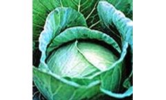 Green Seeds Co., Ltd - Cabbage F1 CJN12
