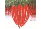 Green Seeds Co., Ltd - HOT PEPPER F1 SUPER HOT
