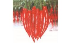 Green Seeds Co., Ltd - HOT PEPPER F1 SUPER HOT