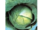 Green Seeds Co., Ltd - Cabbage F1 CJN13