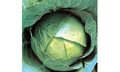 Green Seeds Co., Ltd - Cabbage F1 CJN13