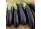 Green Seeds Co., Ltd - EGGPLANT F1 NO 8