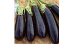 Green Seeds Co., Ltd - EGGPLANT F1 NO 8
