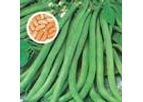 Green Seeds Co., Ltd - Bean Contender