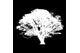 Forest Master Limited