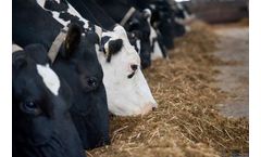 Pedigree Manager Software for Dairy Cattle Management Made Mobile and Simple