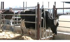 HMI - Individual Head Catch for Livestock Handling