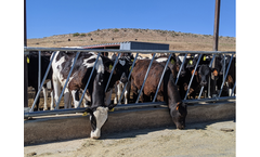 HMI - Angle Feed Rack for Livestock Training and Positioning