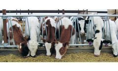 HMI - Animal Feed Rack with Wide Head Opening for Headlock Training
