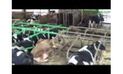 GreenStall Easy Video