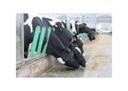 Flexible Cow Feeding Fence