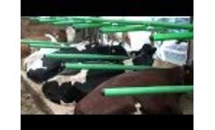 Innovative Green Free Stalls Video