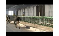 Happy, Dancing Cows in a New Cow Shed Video