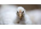 Ronozyme - Model ProAct - Animal Feed Protease