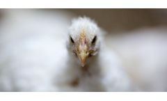 Ronozyme - Model ProAct - Animal Feed Protease