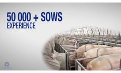 Your Sow`s Body Language Speaks - Pigwatch - Video