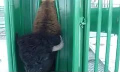 Morand - Model Bison - Squeeze
