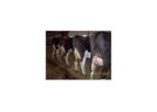 CoPulsation - Conventional Milking Systems