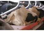 Dutch Mountain - Cow Mattress