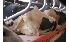 Dutch Mountain - Cow Mattress