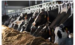 Cowhouse - Model CSL - Feed Fence