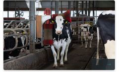 Eco-Matic - Cow Brush
