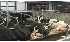 Cowcoon cubicles - Video