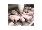 RONDOMAT - Model 3S  - Nursery Feeder