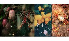 Carbon accounting framework for perennial crops cultivation systems