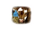 Nifty - Ritchey Ear Tags