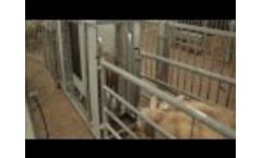 Weighing and Sorting System WSS3000 by BioControl Video