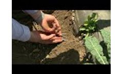 Buriable 20cm Probe Video