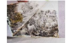 Peril - Mold Services