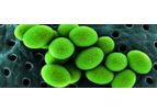 Micronz - Bio-Augmentation Solutions