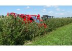 Weremczuk - Model Joanna Premium - Half-Row Berry Harvester