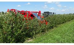Weremczuk - Model Joanna Premium - Half-Row Berry Harvester