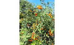 Glamos - 1/4"  Professional Duty Galvanized Wire