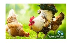 Pig and Poultry Drinking Water Chlorine Dioxide Treatment
